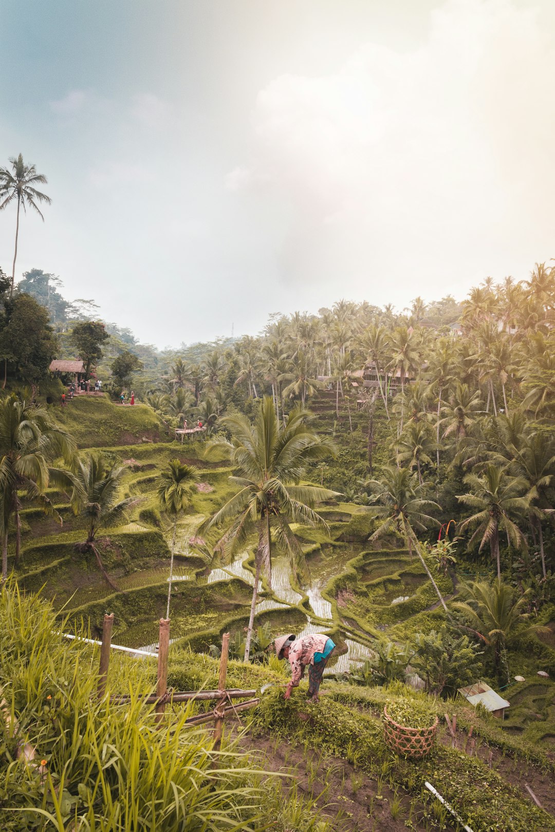 services-02 Tegalalang rice terraces in Bali